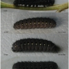 par mnemosyne larva3 volg